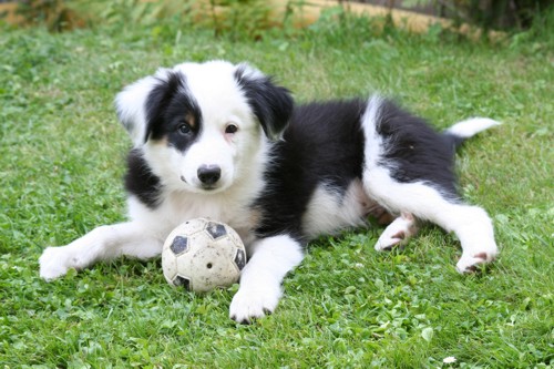 Falco mit Ball